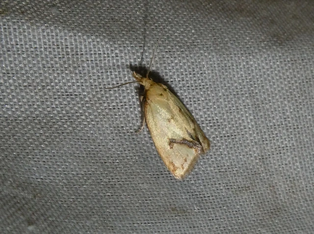 Agapeta hamana - közönséges sárgamoly