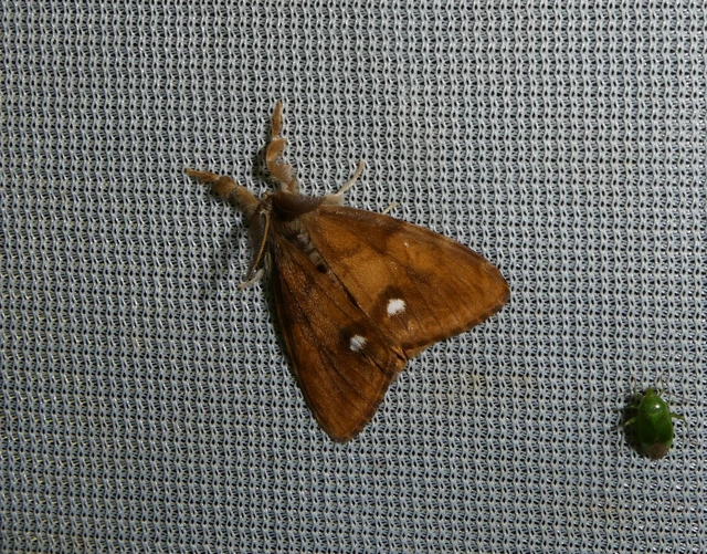 Orgyia antiqua - rozsdabarna kisszövő