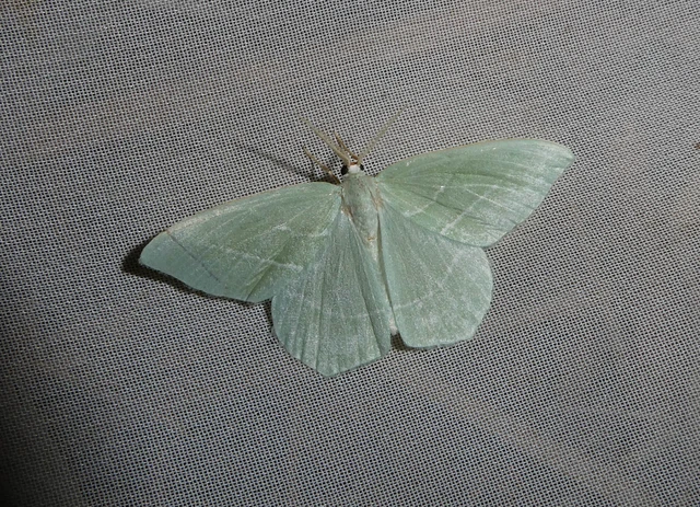Hemistola chrysoprasaria - kékes zöldaraszoló