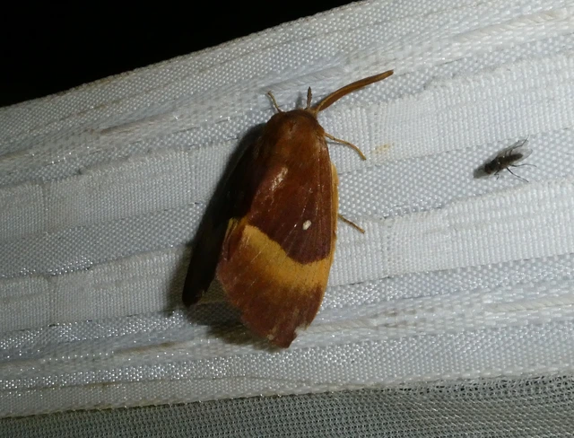 Lasiocampa quercus - tölgyfaszövő