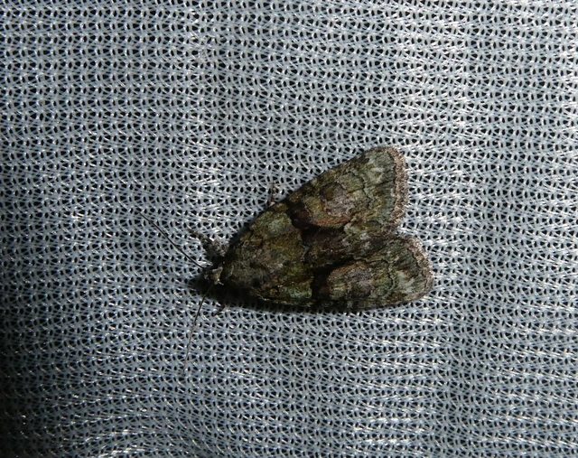 Cryphia algae - sárgászöld zuzmóbagoly