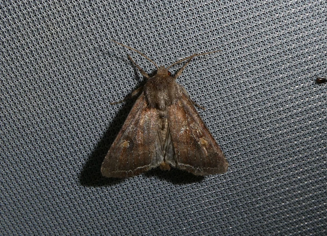 Lacanobia oleracea - saláta-kertibagoly Lacanobia oleracea - saláta-kertibagoly