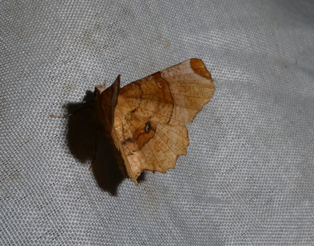 Selenia lunularia - egyfoltos holdasaraszoló