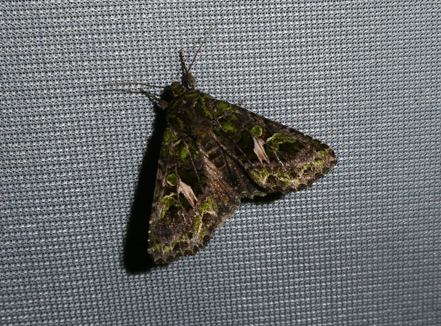 Trachea atriplicis - nyári zöldbagoly