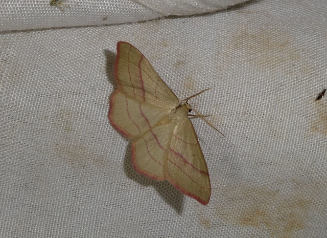 Rhodostrophia vibicaria - pirosszélű araszoló