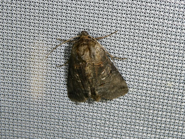 Abrostola tripartita - szürkeövű csalánbagoly