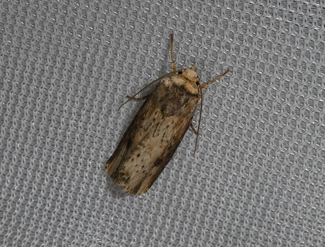 Axylia putris - vonalkás földibagoly