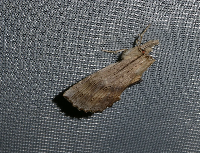 Pterostoma palpina - csőrös púposszövő