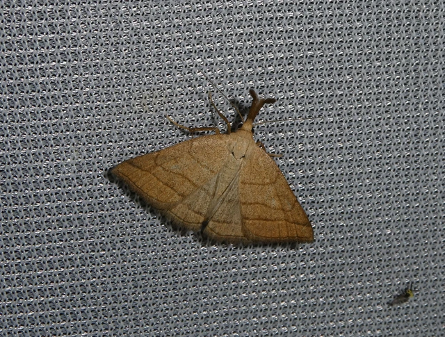 Polypogon tentacularia - sötétaljú karcsúbagoly