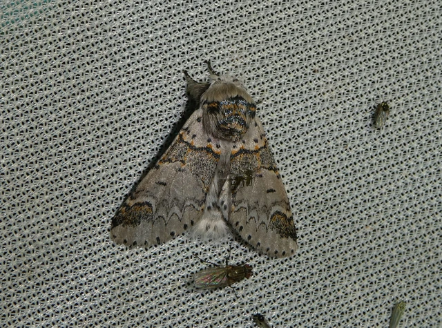 Furcula furcula - szürke púposszövő