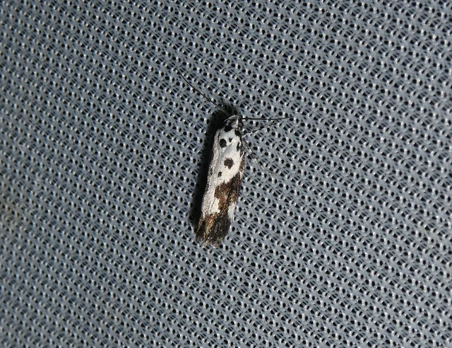 Ethmia quadrillella - gyászos feketemoly