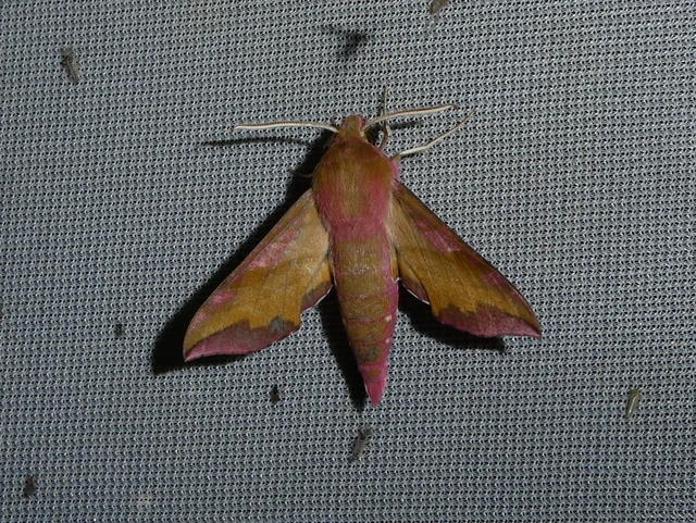 Deilephila porcellus - piros szender