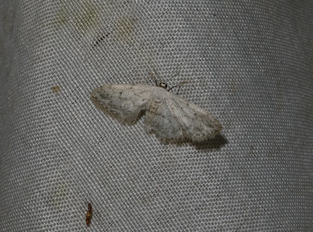 Idaea seriata - szürke apróaraszoló
