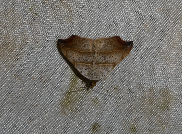 Laspeyria flexula - zuzmóbagoly