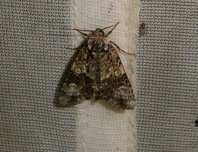 Craniophora ligustri - fagyalbagoly