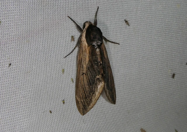 Sphinx ligustri - fagyalszender
