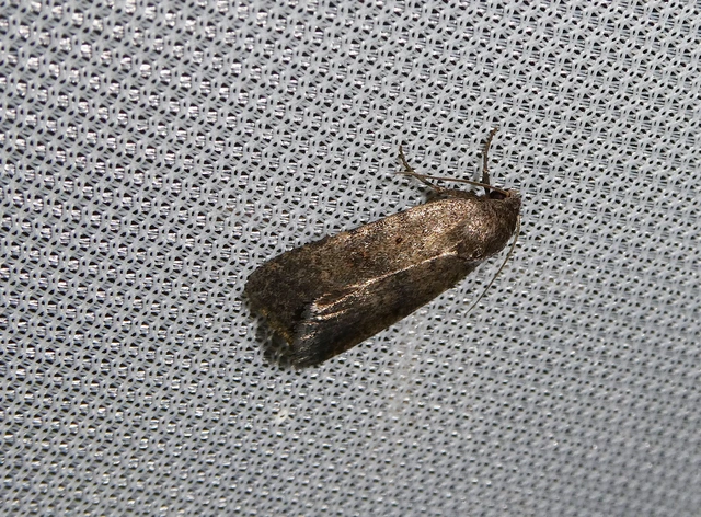 Athetis gluteosa - nyugtalan lápibagoly