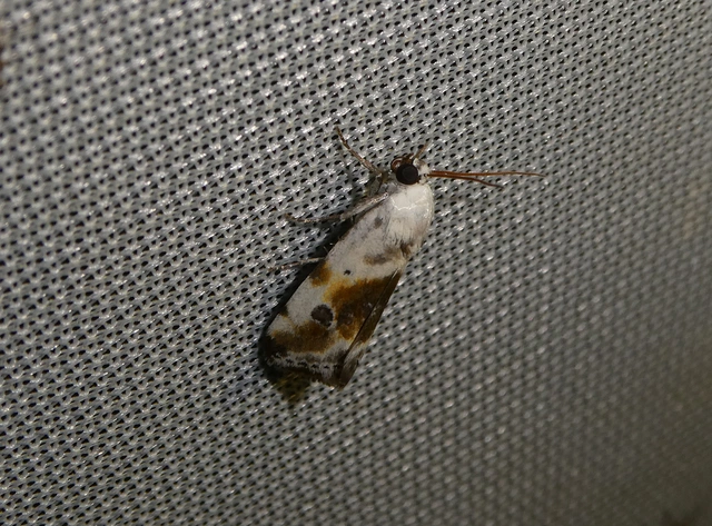 Ponometia candefacta - parlagfűbagoly