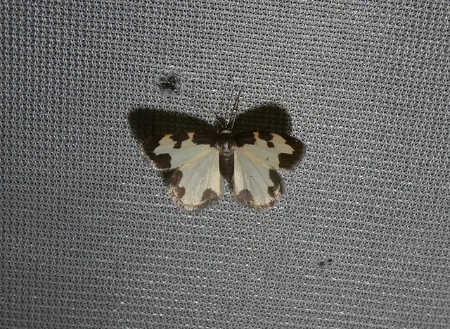 Lomaspilis marginata - szegélyes nyárfaaraszoló