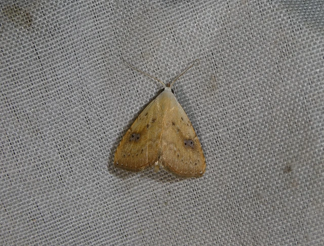 Rivula sericealis - selymes lórombagoly