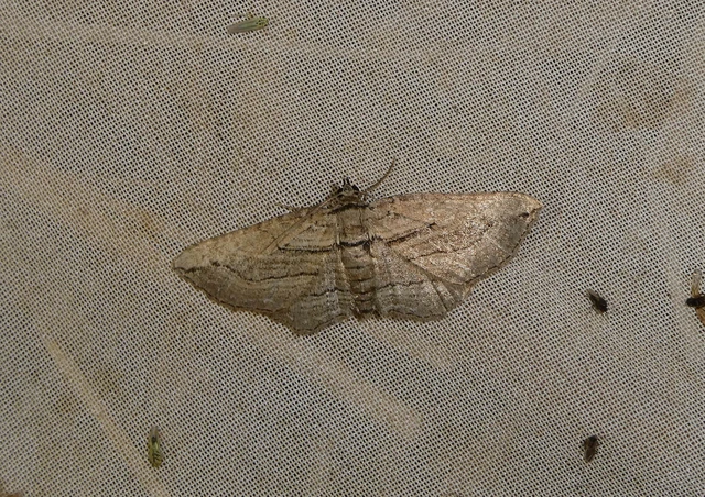 Horisme corticata - barna iszalagaraszoló