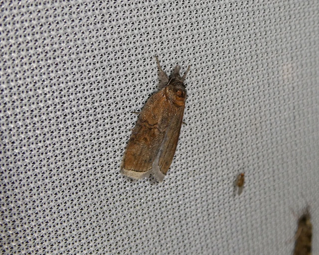 Nycteola asiatica - nyárfa-trapézbagoly