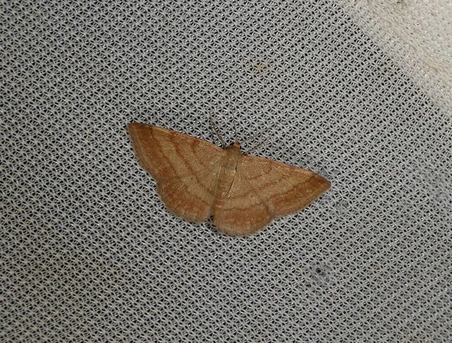 Scopula rubiginata - réti pirosaraszoló