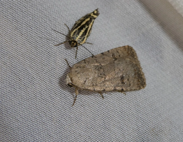 Paradrina clavipalpis - közönséges selymesbagoly
