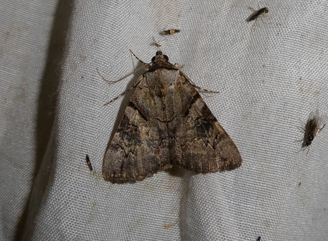 Catocala hymenaea - kökény-övesbagoly