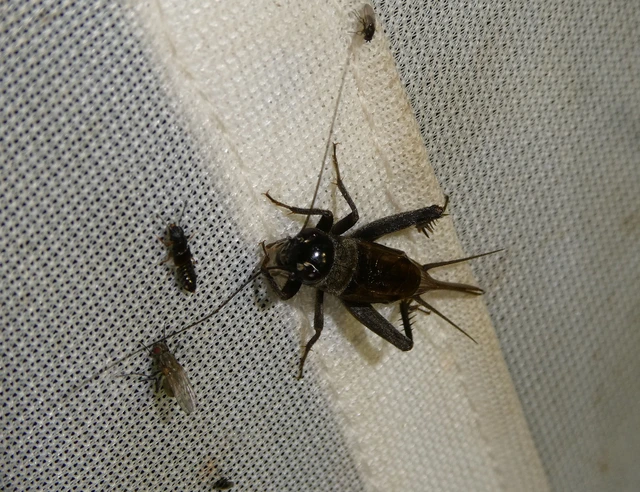 Eumodicogryllus bordigalensis - bordói tücsök