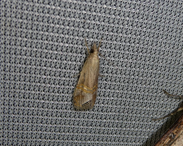 Euchromius ocellea - ezüstcsíkos mozaikmoly