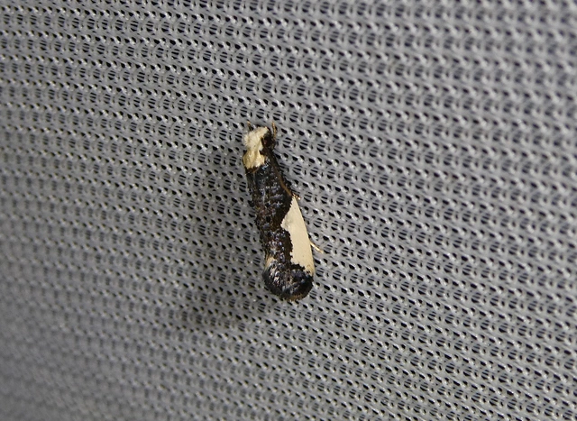 Monopis monachella - apácamoly