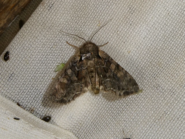 Lacanobia thalassina - borbolya-kertibagoly