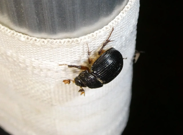 Odonteus armiger - mozgószarvú álganéjtúró