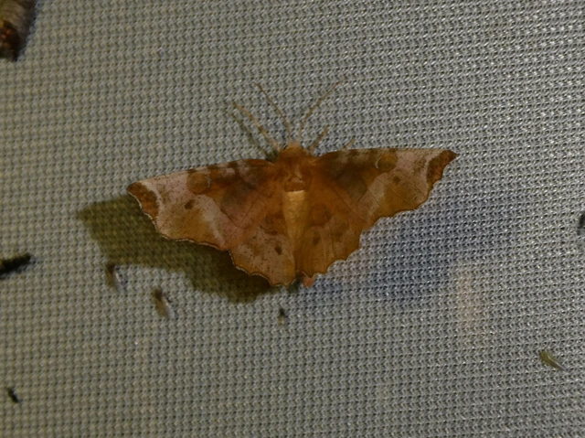 Selenia tetralunaria - négyfoltos holdasaraszoló
