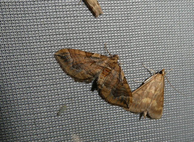 Pelurga comitata - nagy tarkaaraszoló