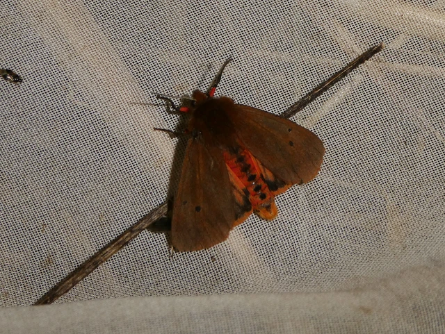 Phragmatobia fuliginosa - füstös medvelepke