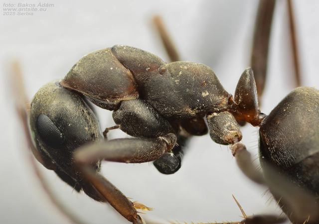 Formica cunicularia - gyakori rabszolgahangya