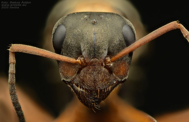 Formica cunicularia - gyakori rabszolgahangya