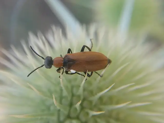Oenas crassicornis - vastagcsápú hólyaghúzó