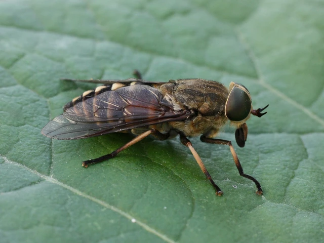 Diptera - Kétszárnyúak