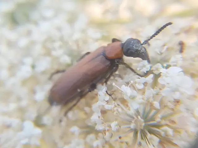 Oenas crassicornis - vastagcsápú hólyaghúzó
