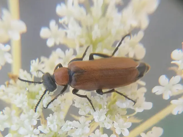 Oenas crassicornis - vastagcsápú hólyaghúzó