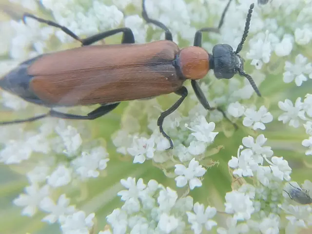 Oenas crassicornis - vastagcsápú hólyaghúzó