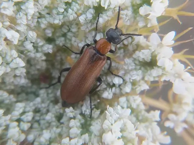 Oenas crassicornis - vastagcsápú hólyaghúzó