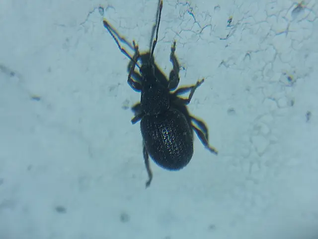 Otiorhynchus rugosostriatus - szamóca-gyalogormányos