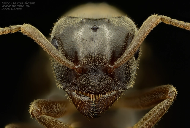 Lasius umbratus - berki borostyánhangya
