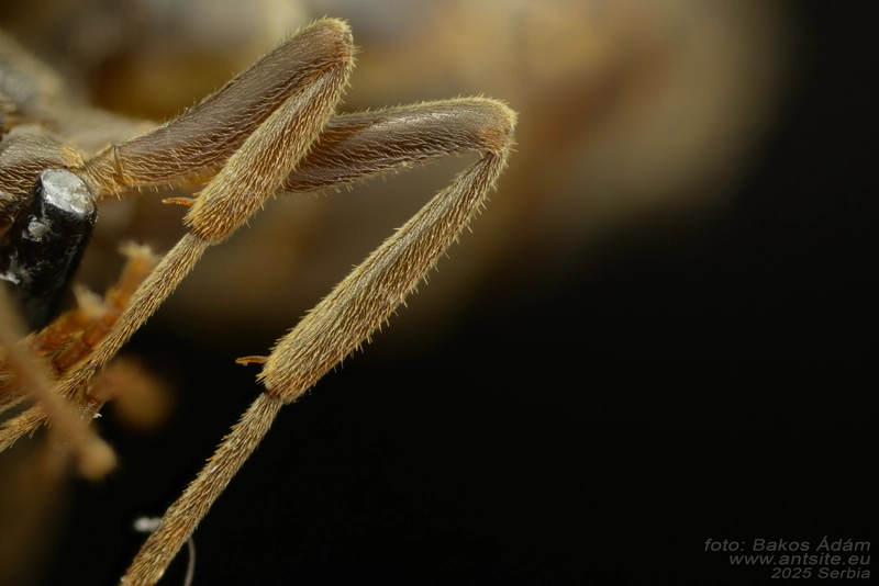 Lasius umbratus - berki borostyánhangya