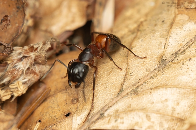 Camponotus ligniperda - faodvasító lóhangya