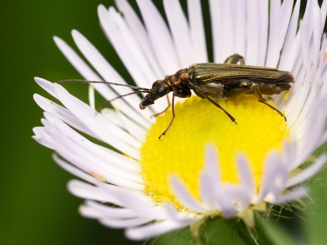 Oedemera flavipes - sárgalábú álcincér Oedemera flavipes - sárgalábú álcincér